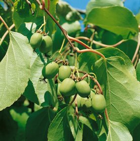Ovocné sadenice odolné voči chorobám - 6