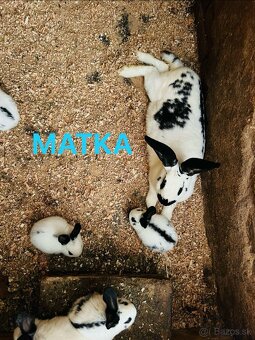 PREDÁM mladé 3,5 mesačne kraliky NEMECKY OBROVITÝ STRAKAČ - 6