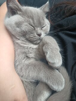 Britské mačiatka - 6