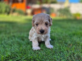 Predám šteniatká maltipoo - 6