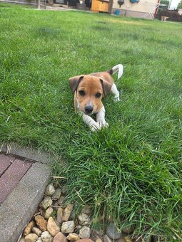 Jack russel teriér - 6