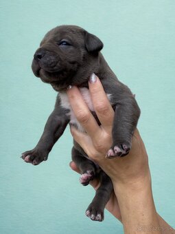 American Bully XL - Exkluzivní spojení šampionů - 6