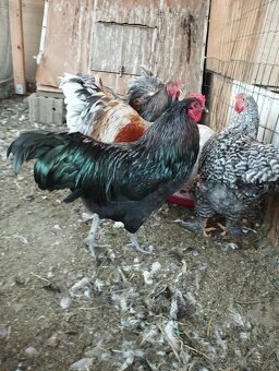Predám kohúty - 6