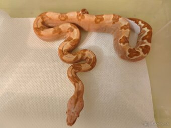 Velhad kralovsky - 6