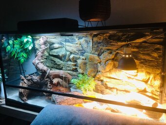 Predám krásne Terarium aj s agamou - 6