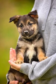 Darujem originálne šteniatka - mix husky / vlčiak / jazvečík - 6