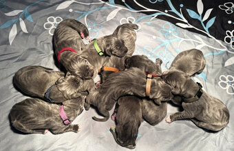 Německá doga modrá s PP - 6