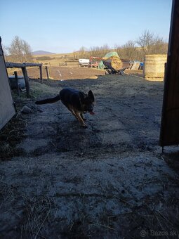 Predám nemecký ovčiak - 6