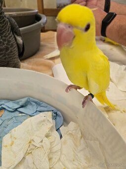 Predám alexander malý - 6