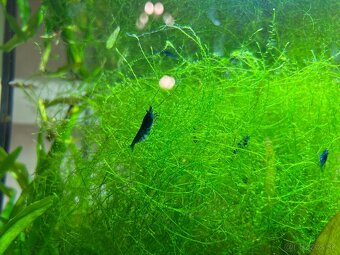 Krevetky neocaridina Blue Dream - 6