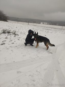 Nemecký ovčiak na krytie bez pp - 6