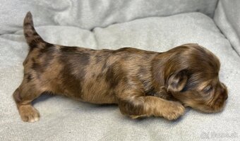 Yorkshire Terrier s PP - 6