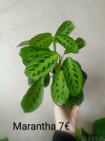 Rôzne izbové rastliny - 6
