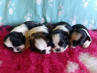 Shih-tzu s PP posledné šteniatko (shih tzu, shitzu, si-tzu) - 6