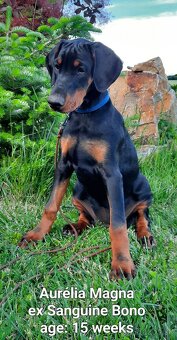 DOBERMANN šteniatka s P.P. - 6