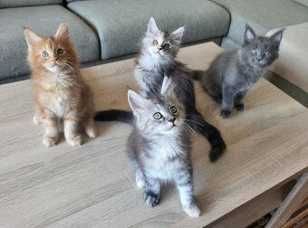 Mačiatka Maine Coon - 6