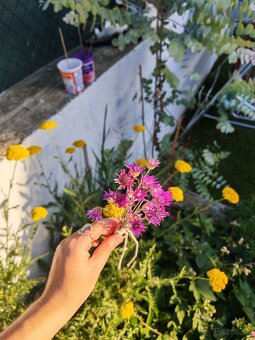 Fialový a biely sucho-kvet (slamienka) 🌸 - 6