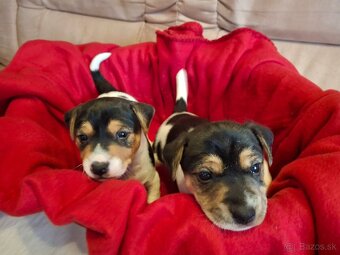 Jack Russell Teriér - 6