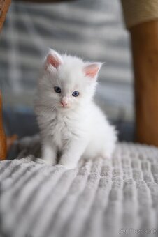 Mainská mývalia - maine coon - 2 mačiatka s modrými očkami - 6