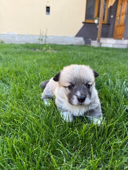 Welsh Corgi - 6