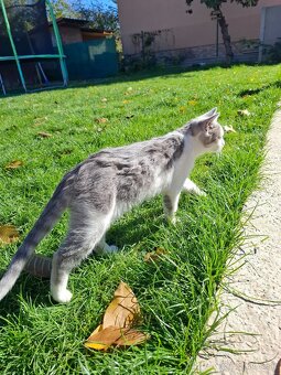 Darujem mačiatka - 6