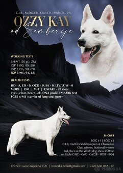 Biely švajčiarsky ovčiak , s PP - 6