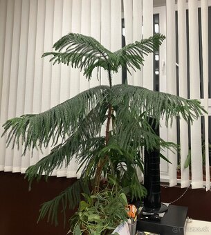 Izbová rastlina araucaria - 6