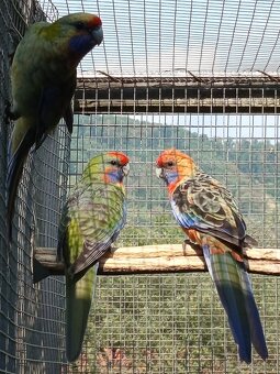 Rozely Adelaidské - 6