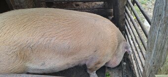 Predám prasatá - 6