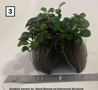 Akváriové rastliny na dekoráciach - 6