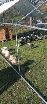 Zdrobnelá Holandanka čierna bielochocholatá - 6