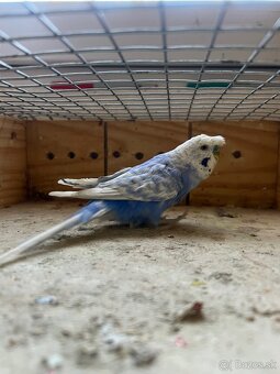 Predam dve chovné andulky - 6