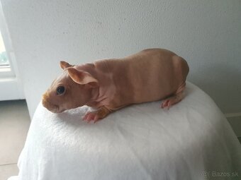 Skinny morča - 6