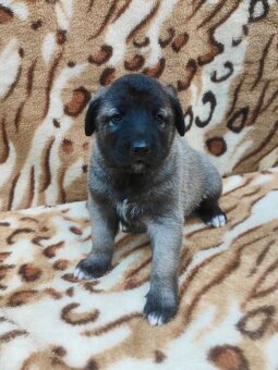KANGAL - štěňata s PP k odběru od 20.8.25 - 6