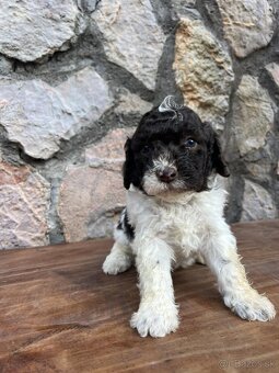 Lagotto Romagnolo/Taliansky vodný pes s PP - 6