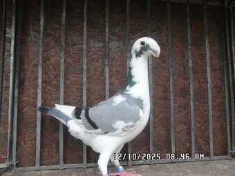 NVH - 6