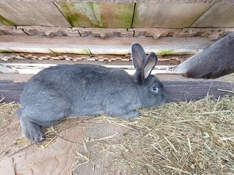 Predám králika - 6