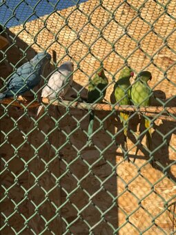 Alexandre malé , Papagáj spevavy - 6