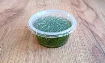 Riccia fluitans - 6