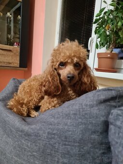 Pudel šťeniatka - 6