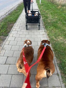 Anglicky Bulldog buldog s pp - 6