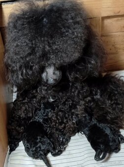 Pudlik  mini toy - 6