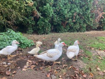 Predam pizmove kacatka - 6