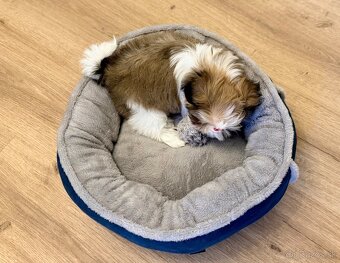 najmilšie Shih-Tzu šteniatka - 6