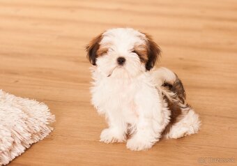 najmilšie Shih-Tzu šteniatka - 6