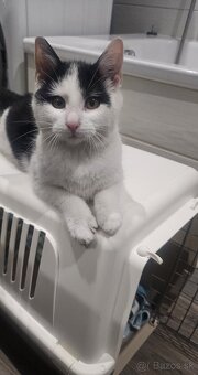 Darujem kocurika 4,5 mesačného - 6