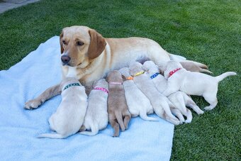 Labrador šteniatka - 6