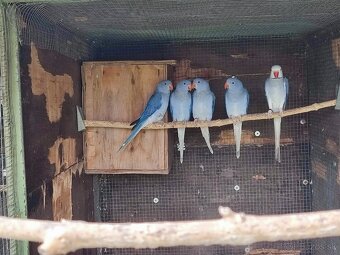 Predam alexander maly - 6