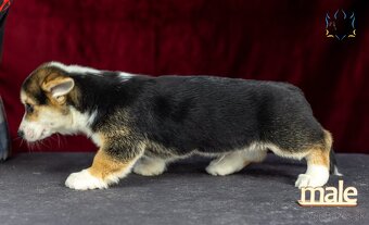Welsh Corgi Pembroke, psík v trikolórnom sfarbení - 6