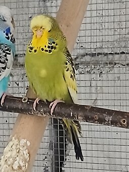 Výstavné Andulky - 6